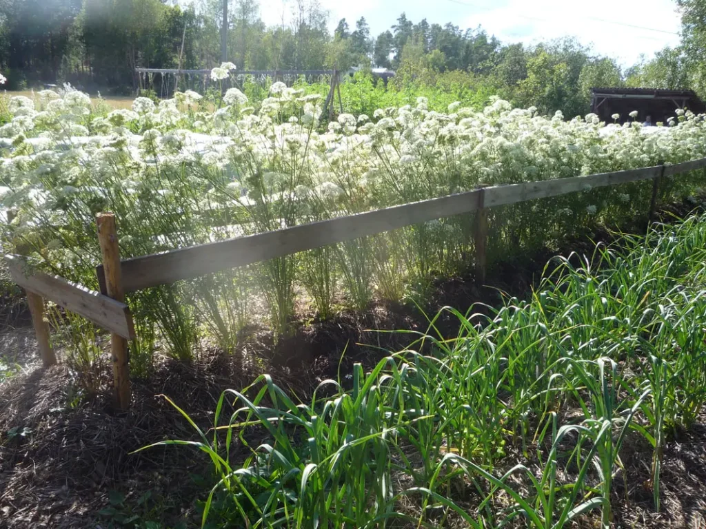 Kasvatettuja kasveja aitauksessa